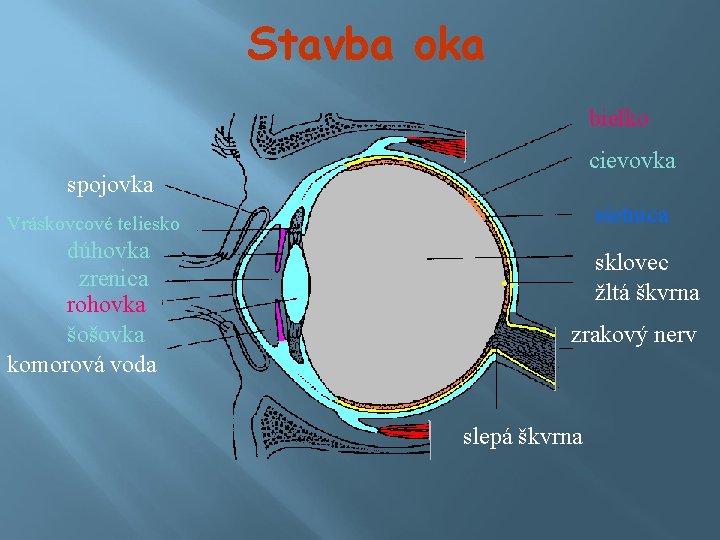 Stavba oka bielko cievovka spojovka sietnica Vráskovcové teliesko dúhovka zrenica rohovka šošovka komorová voda