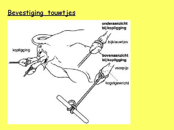 Bevestiging touwtjes 