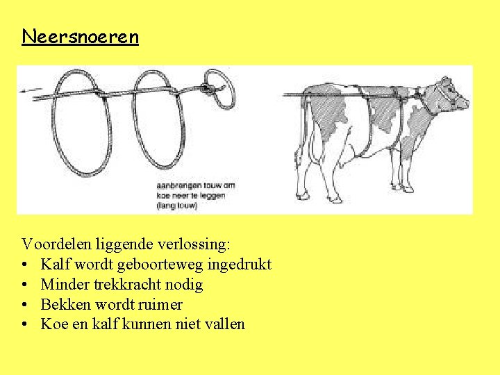 Neersnoeren Voordelen liggende verlossing: • Kalf wordt geboorteweg ingedrukt • Minder trekkracht nodig •