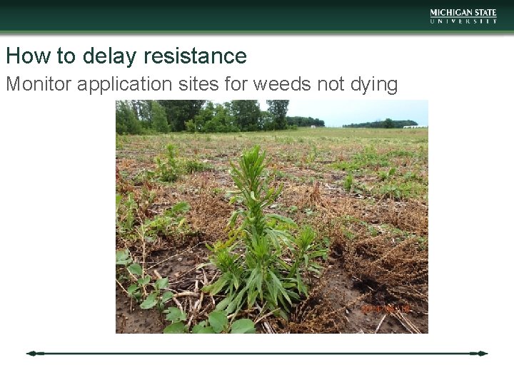 How to delay resistance Monitor application sites for weeds not dying 