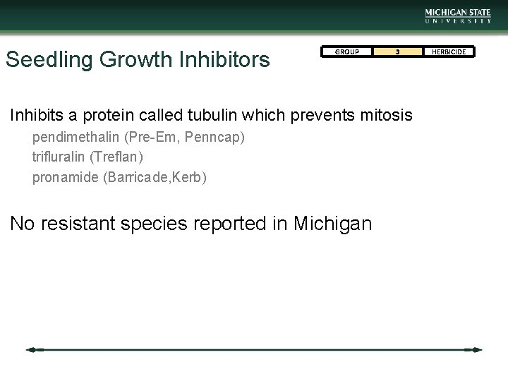 Seedling Growth Inhibitors GROUP 3 Inhibits a protein called tubulin which prevents mitosis pendimethalin