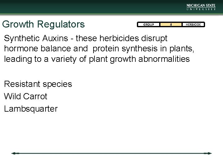 Growth Regulators GROUP 4 HERBICIDE Synthetic Auxins - these herbicides disrupt hormone balance and