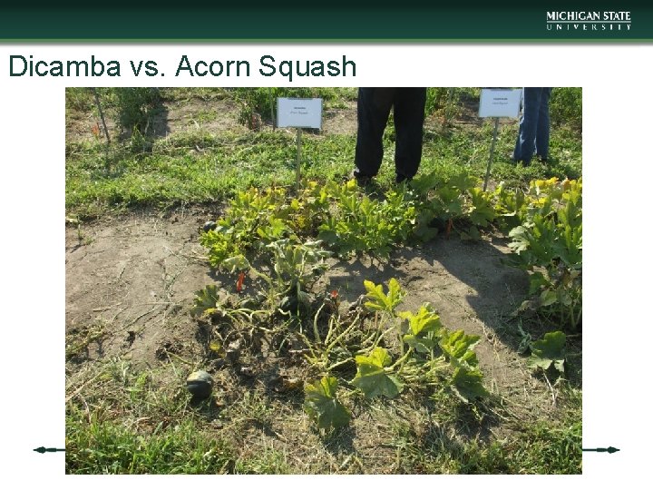 Dicamba vs. Acorn Squash 