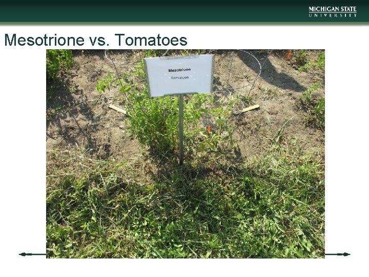 Mesotrione vs. Tomatoes 
