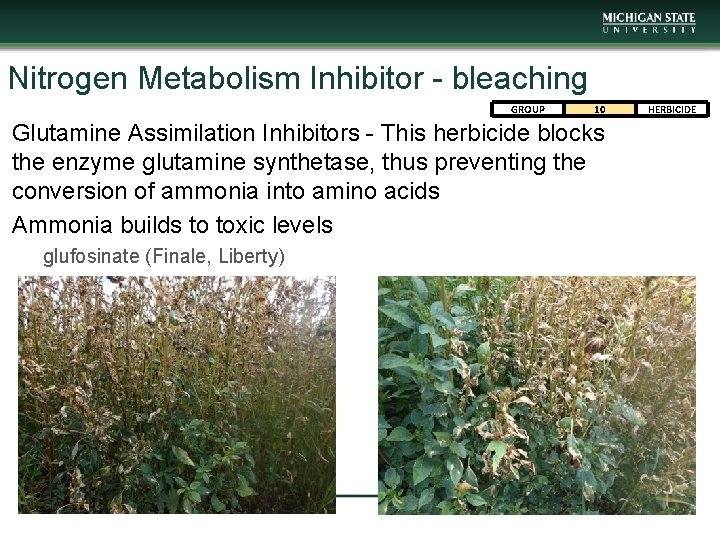 Nitrogen Metabolism Inhibitor - bleaching GROUP 10 Glutamine Assimilation Inhibitors - This herbicide blocks