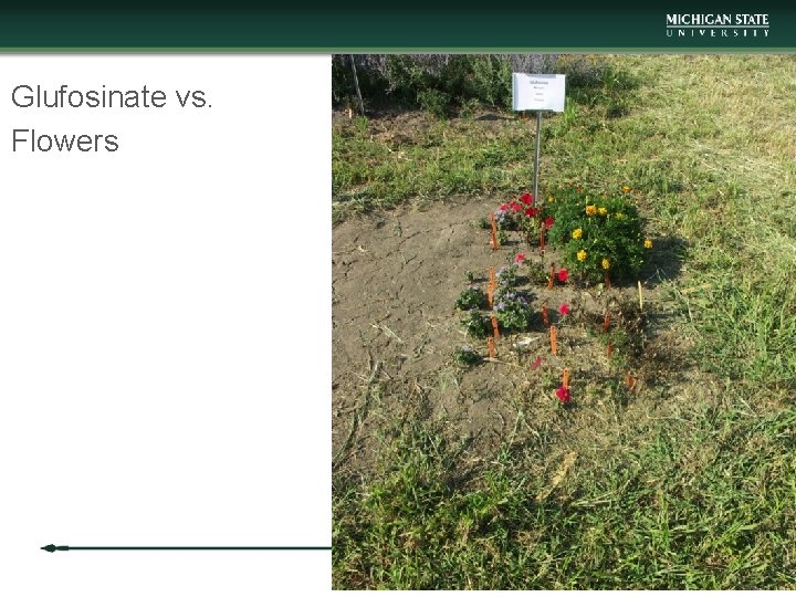 Glufosinate vs. Flowers 