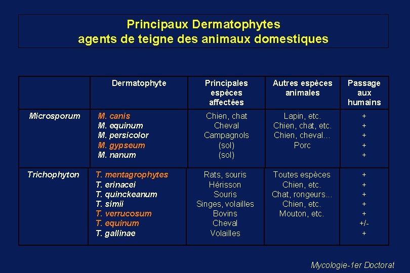 Principaux Dermatophytes agents de teigne des animaux domestiques Dermatophyte Microsporum M. canis M. equinum