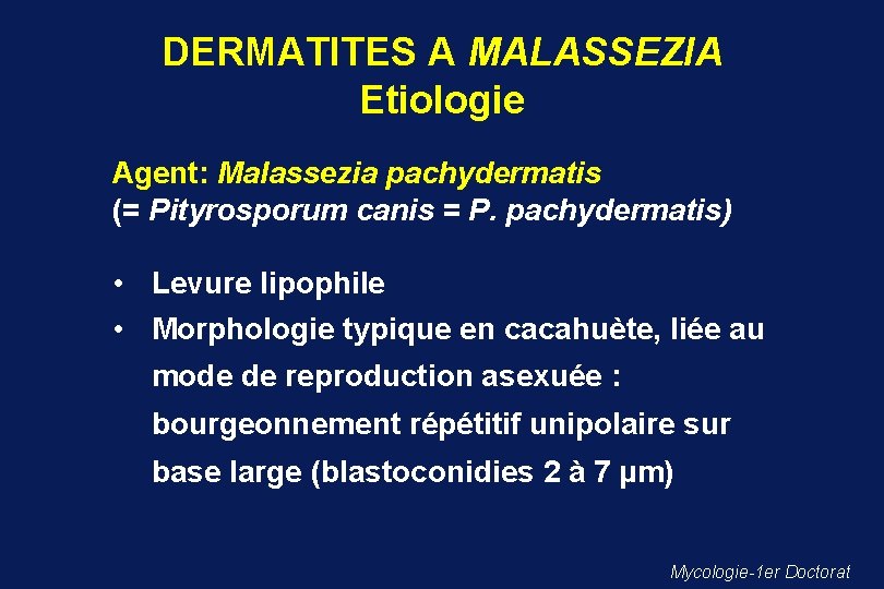 DERMATITES A MALASSEZIA Etiologie Agent: Malassezia pachydermatis (= Pityrosporum canis = P. pachydermatis) •