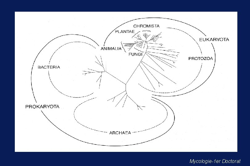 Mycologie-1 er Doctorat 