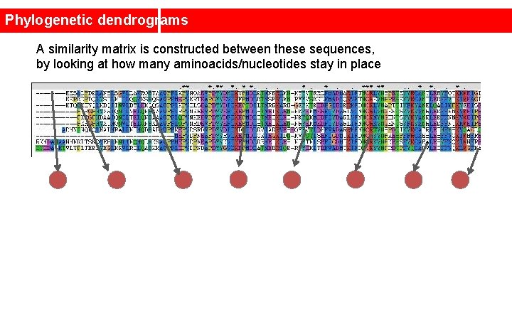 Phylogenetic dendrograms A similarity matrix is constructed between these sequences, by looking at how