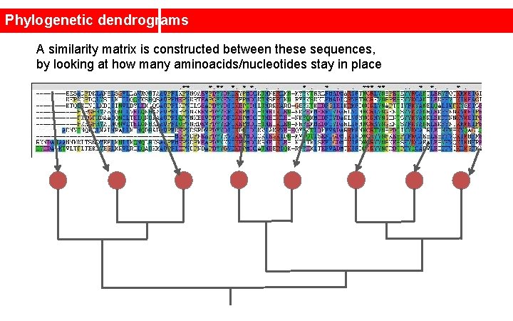 Phylogenetic dendrograms A similarity matrix is constructed between these sequences, by looking at how