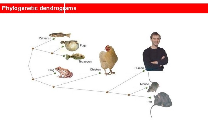 Phylogenetic dendrograms 