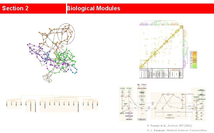 Section 2 Biological Modules E. Ravasz et al. , Science 297 (2002). A. -L.