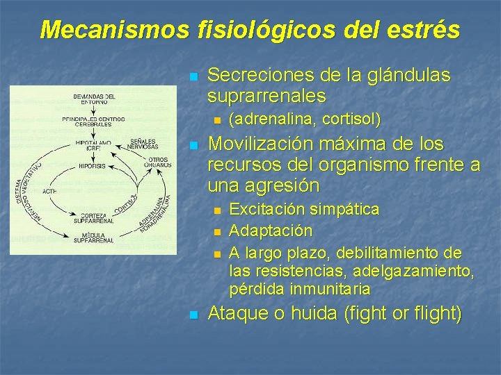 Mecanismos fisiológicos del estrés n Secreciones de la glándulas suprarrenales n n Movilización máxima