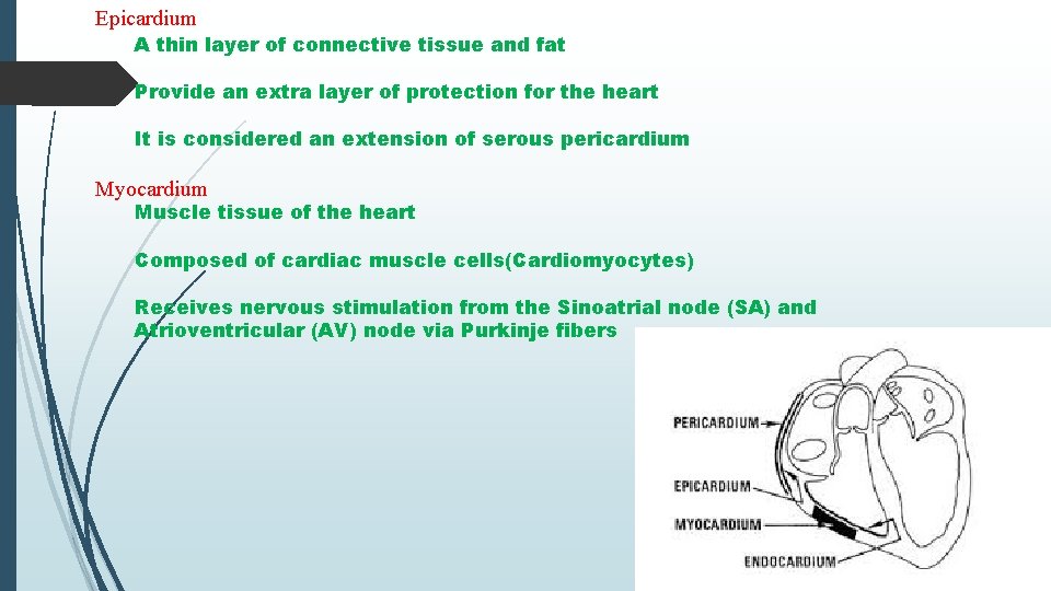 Epicardium A thin layer of connective tissue and fat Provide an extra layer of