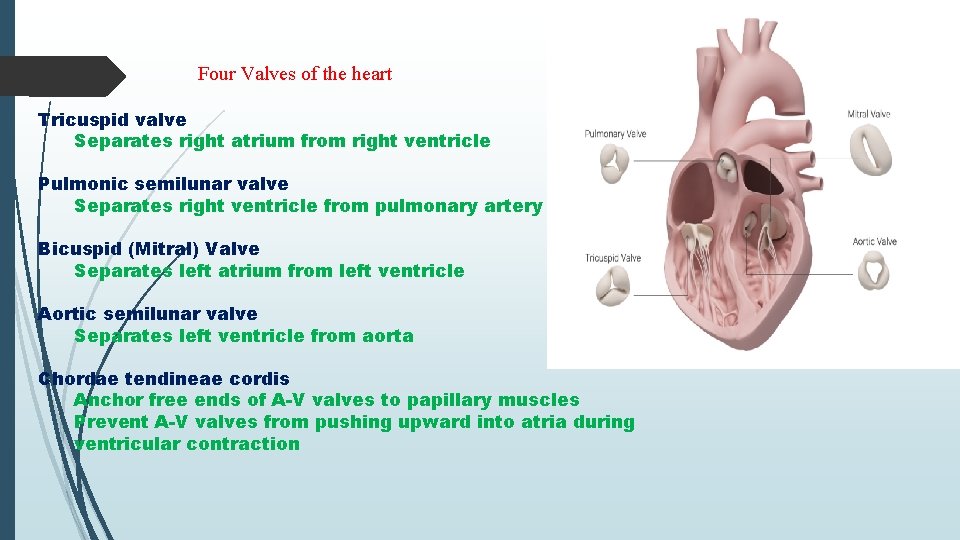 Four Valves of the heart Tricuspid valve Separates right atrium from right ventricle Pulmonic