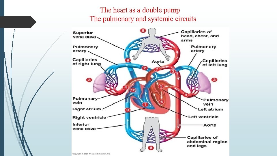 The heart as a double pump The pulmonary and systemic circuits 