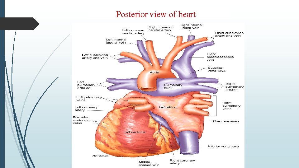 Posterior view of heart 