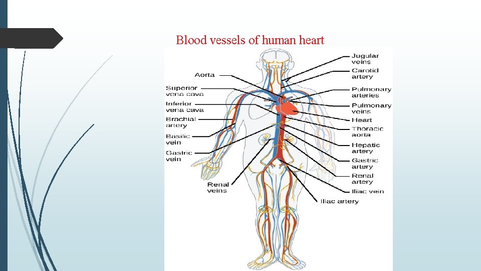 Blood vessels of human heart 
