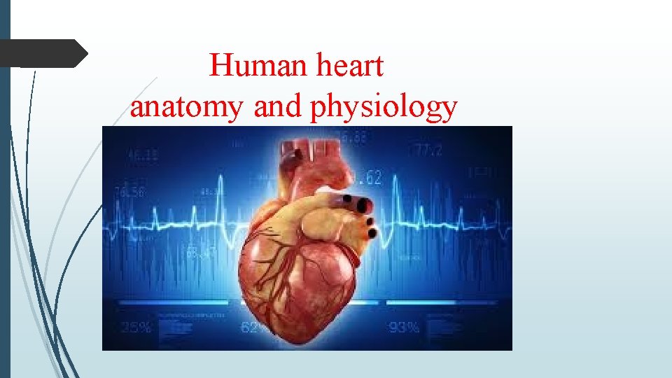 Human heart anatomy and physiology 
