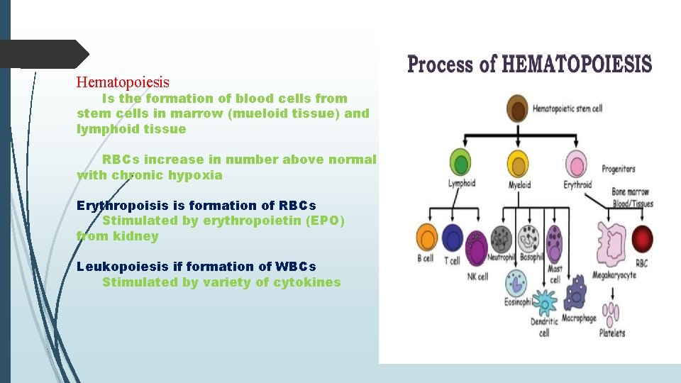 Hematopoiesis Is the formation of blood cells from stem cells in marrow (mueloid tissue)