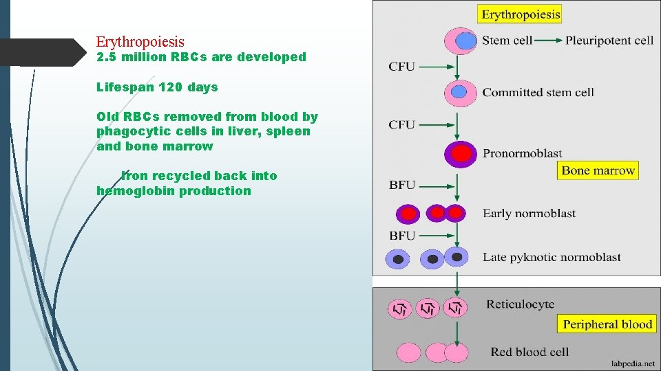 Erythropoiesis 2. 5 million RBCs are developed Lifespan 120 days Old RBCs removed from