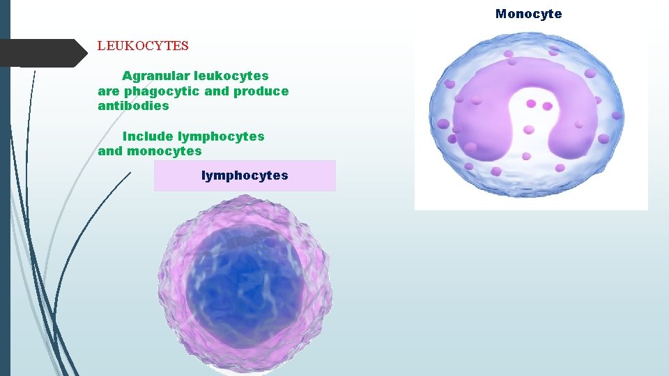 Monocyte LEUKOCYTES Agranular leukocytes are phagocytic and produce antibodies Include lymphocytes and monocytes lymphocytes
