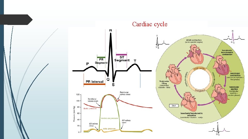 Cardiac cycle 