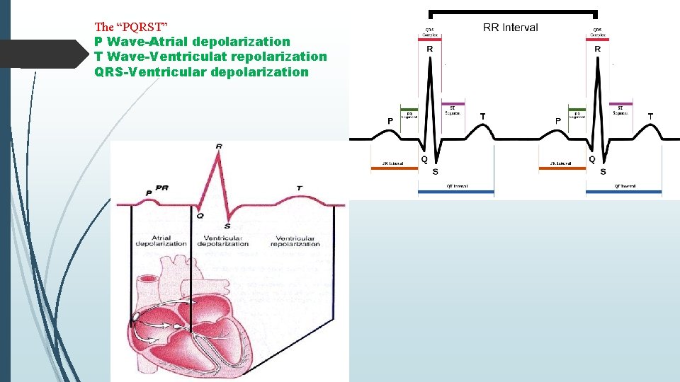 The “PQRST” P Wave-Atrial depolarization T Wave-Ventriculat repolarization QRS-Ventricular depolarization 