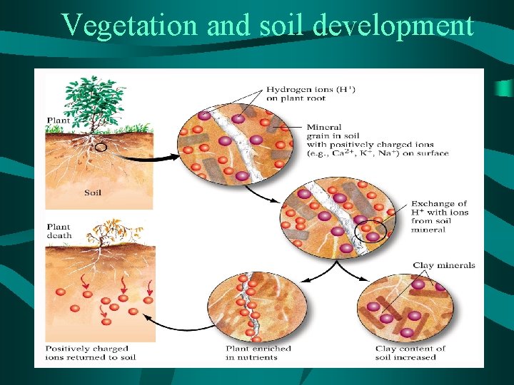 Vegetation and soil development 