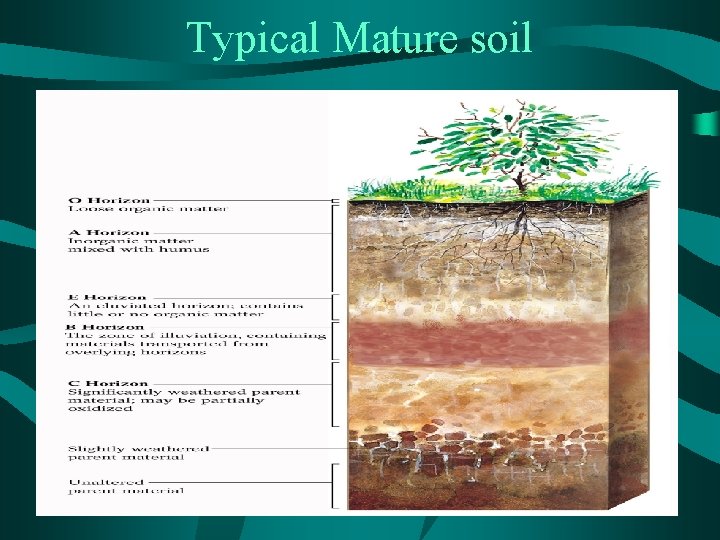 Typical Mature soil 