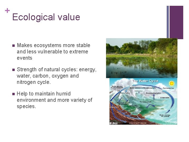 + Ecological value n Makes ecosystems more stable and less vulnerable to extreme events