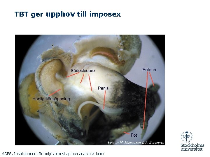 TBT ger upphov till imposex ACES, Institutionen för miljövetenskap och analytisk kemi 