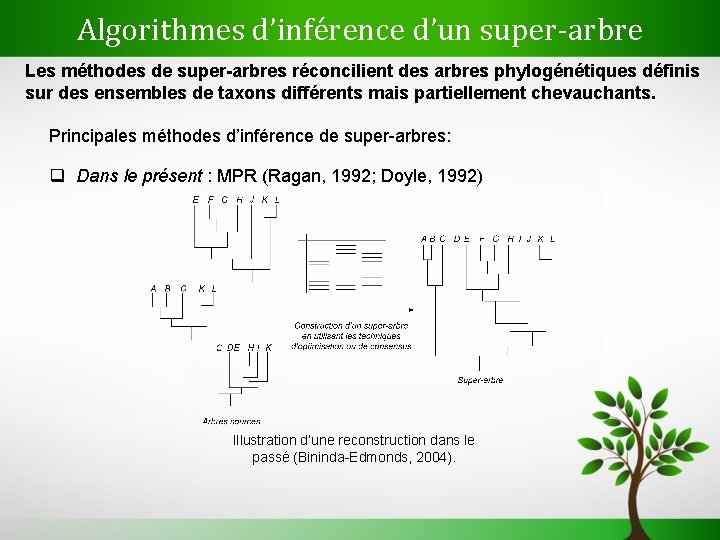 Algorithmes d’inférence d’un super-arbre Les méthodes de super-arbres réconcilient des arbres phylogénétiques définis sur