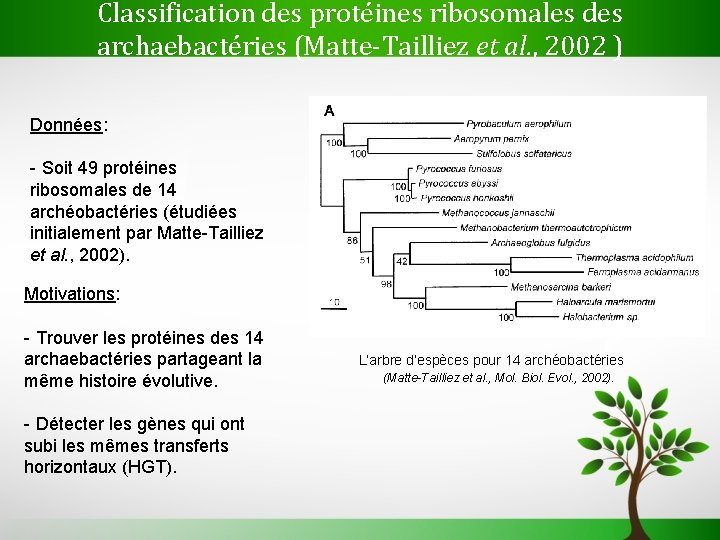 Classification des protéines ribosomales des archaebactéries (Matte-Tailliez et al. , 2002 ) Données: -