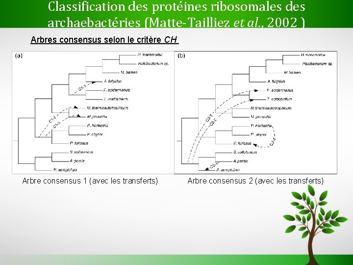 Classification des protéines ribosomales des archaebactéries (Matte-Tailliez et al. , 2002 ) Arbres consensus