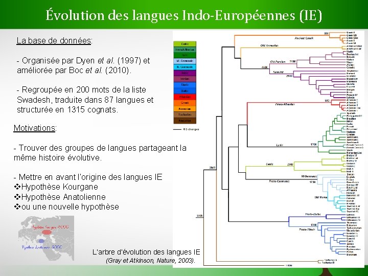 Évolution des langues Indo-Européennes (IE) La base de données: - Organisée par Dyen et