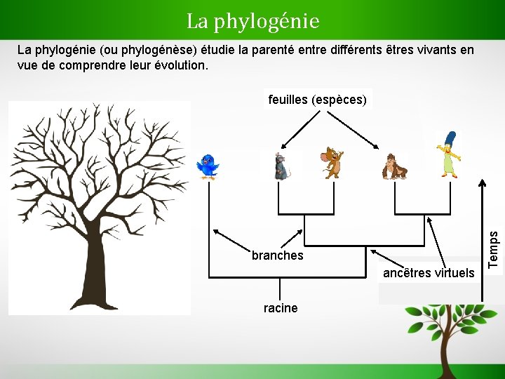 La phylogénie (ou phylogénèse) étudie la parenté entre différents êtres vivants en vue de