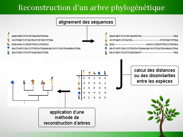 Reconstruction d’un arbre phylogénétique alignement des séquences AAATGATCTGCGTCAATATTATAA AAATGATCTGCGTCAATATTA-----------TAA GCCTGATCCTCACTACTGTCATCTTAA GCCTGATCCTCACTA---------CTGTCATCTTAA ATAGGGCCCGTATTTACCCTATAG ATA-----------GGGCCCGTATTTACCCTATAG AACTGGTCCACCCTTATACTAAAAGACGCCTCACTAGGAAGCTAA