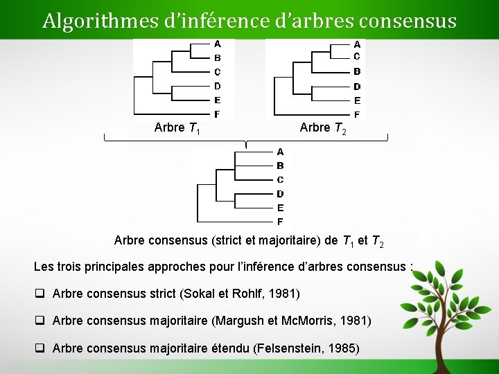 Algorithmes d’inférence d’arbres consensus Arbre T 1 Arbre T 2 Arbre consensus (strict et