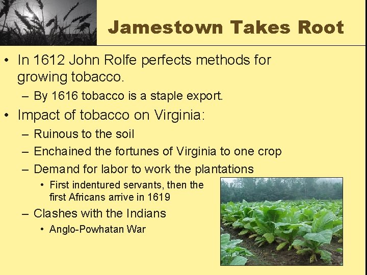 Jamestown Takes Root • In 1612 John Rolfe perfects methods for growing tobacco. –