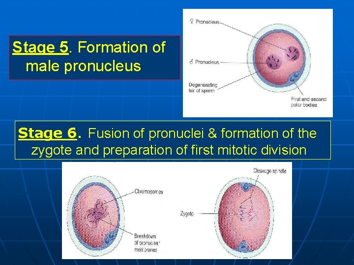 Stage 5. Formation of male pronucleus Stage 6. Fusion of pronuclei & formation of