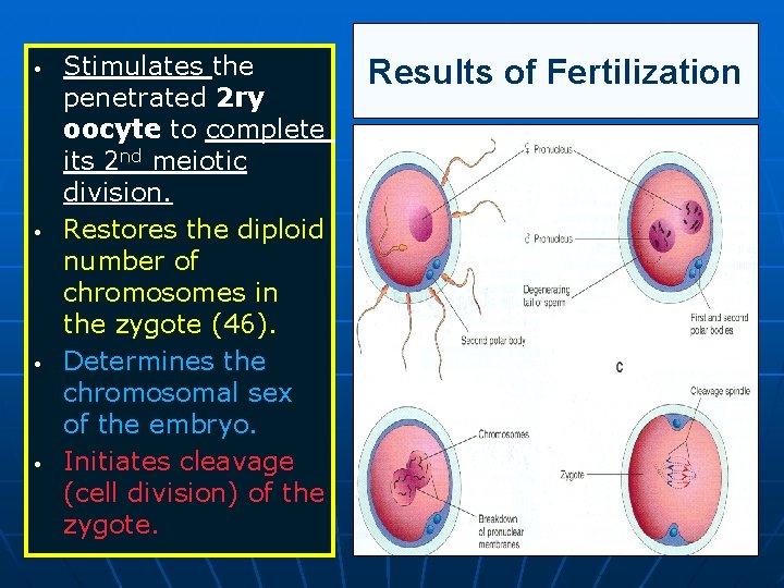  • • Stimulates the penetrated 2 ry oocyte to complete its 2 nd