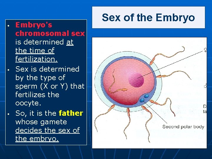  • • • Embryo's chromosomal sex is determined at the time of fertilization.