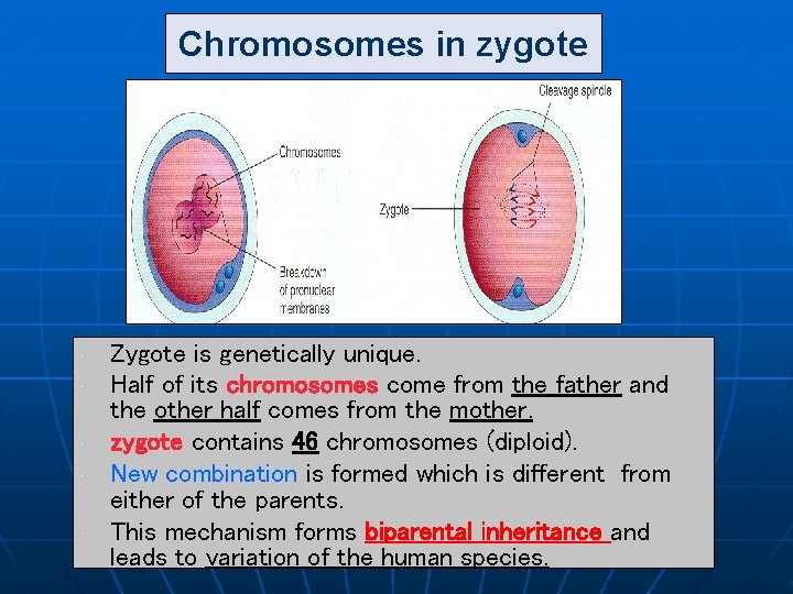 Chromosomes in zygote • • • Zygote is genetically unique. Half of its chromosomes