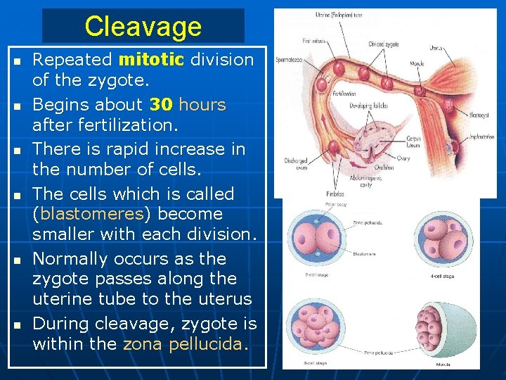 Cleavage n n n Repeated mitotic division of the zygote. Begins about 30 hours