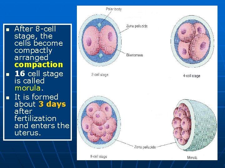 n n n After 8 -cell stage, the cells become compactly arranged compaction 16