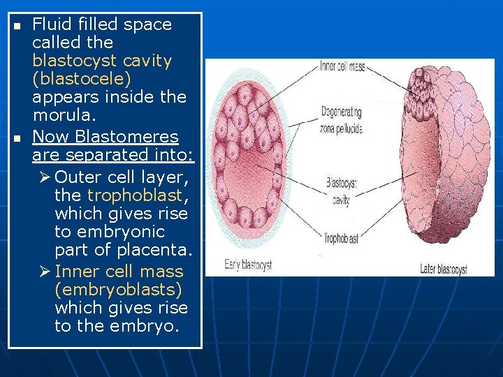 n n Fluid filled space called the blastocyst cavity (blastocele) appears inside the morula.