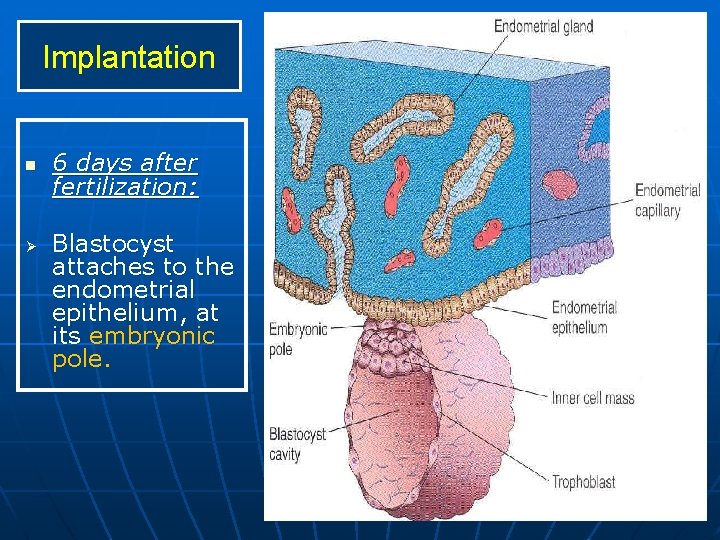 Implantation n Ø 6 days after fertilization: Blastocyst attaches to the endometrial epithelium, at