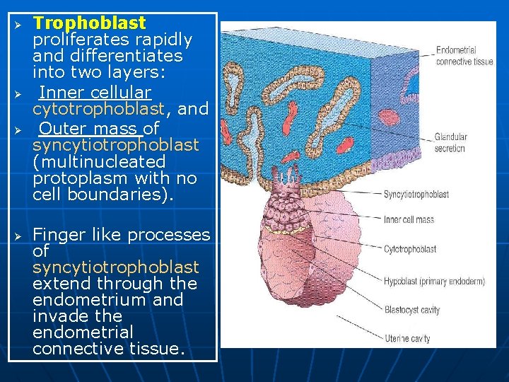 Ø Ø Trophoblast proliferates rapidly and differentiates into two layers: Inner cellular cytotrophoblast, and